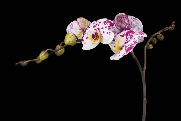 Zweig der weißen Phalaenopsis oder Mottenorchidee von isoliert auf schwarzem Hintergrund — Stockfoto