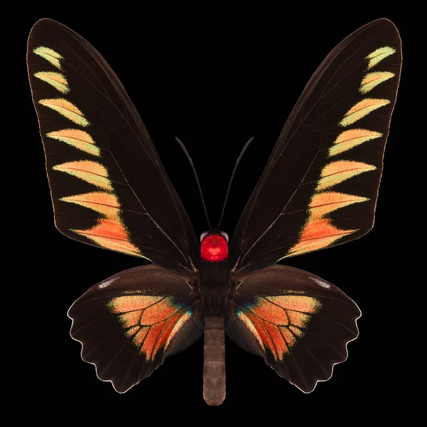 Červený motýl izolovaný na černém pozadí — Stock fotografie
