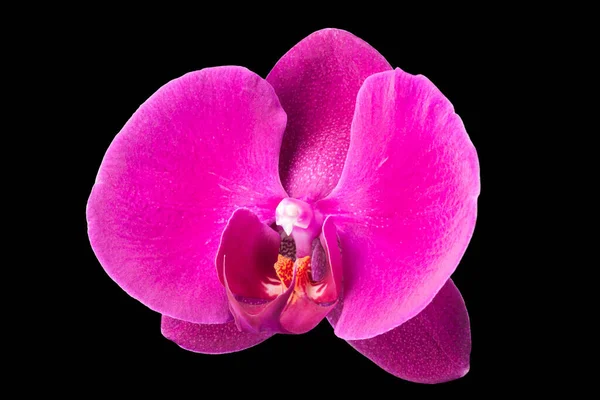 Extreme Nahaufnahme der violetten Phalaenopsis oder Mottenorchidee von isoliert auf schwarz — Stockfoto