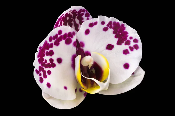 Extremo close-up de falaenopsis rosa ou mariposa orquídea de isolado em preto — Fotografia de Stock