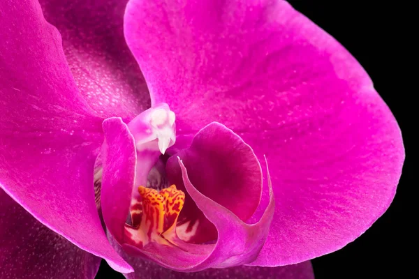 Extremo close-up de falaenopsis violeta ou orquídea traça de isolado em preto — Fotografia de Stock