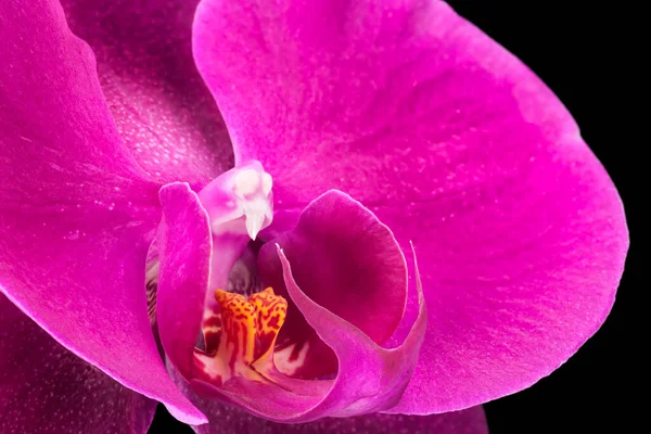 Extreme Nahaufnahme der violetten Phalaenopsis oder Mottenorchidee von isoliert auf schwarz — Stockfoto