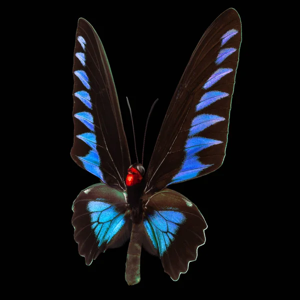 黒い背景に隔離された青い蝶 — ストック写真