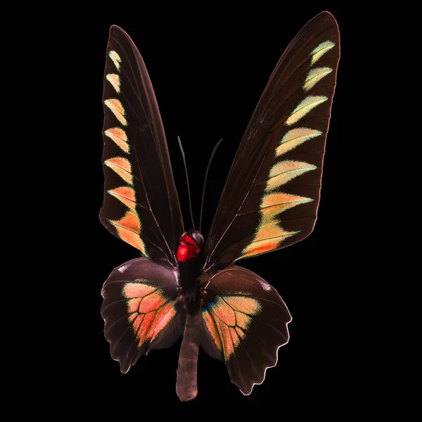 黒の背景に孤立したピンクの蝶 — ストック写真