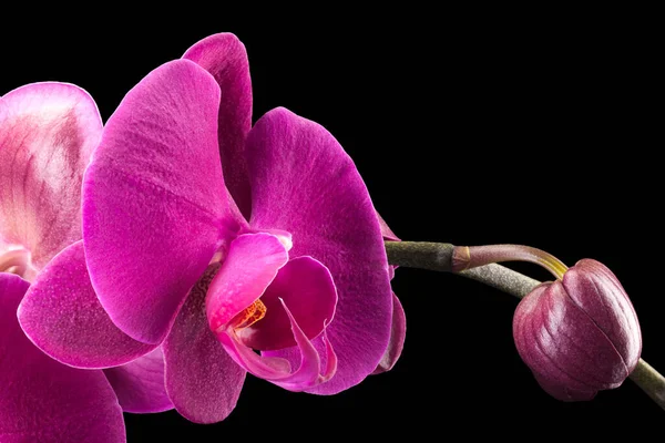 Zweig der violetten Phalaenopsis oder Mottenorchidee von isoliert auf schwarzem Hintergrund — Stockfoto