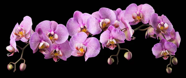 Pembe falaenopsis dalı veya siyah arkaplanda izole edilmiş güve orkidesi.