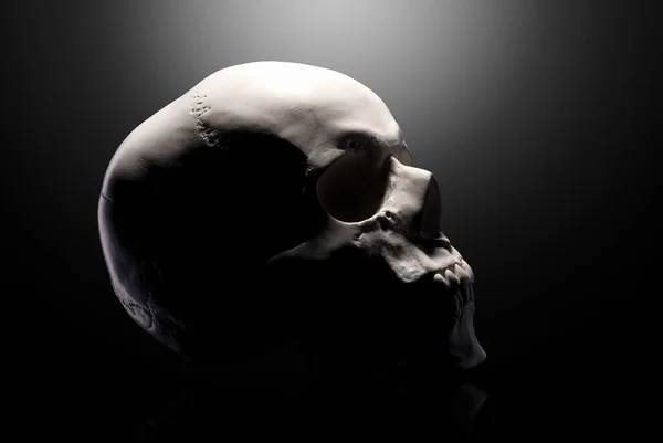 Front View Gypsum Model Human Skull Isolated Black Background Clipping — 스톡 사진