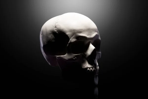 Front View Gypsum Model Human Skull Isolated Black Background Clipping — Stock Photo, Image