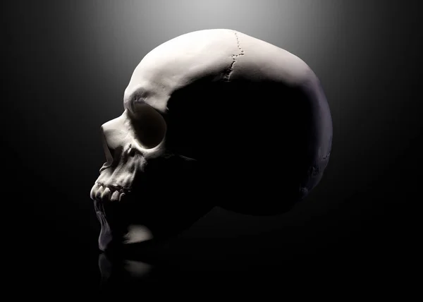 Přední Pohled Sádrovcový Model Lidské Lebky Izolovaný Černém Pozadí Výstřižkovou — Stock fotografie
