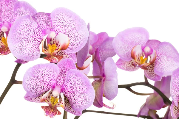 Zweig Der Rosa Phalaenopsis Oder Mottenorchidee Aus Der Familie Der — Stockfoto