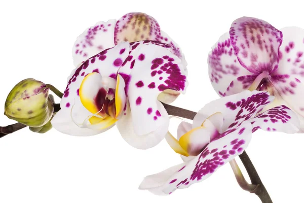 Zweig Der Phalaenopsis Oder Mottenorchidee Aus Der Familie Der Orchideengewächse — Stockfoto
