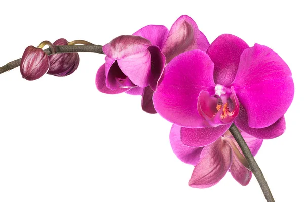 Pembe Falaenopsis Orchidaceae Familyasından Güve Orkidesi Beyaz Arka Planda Kırpma — Stok fotoğraf