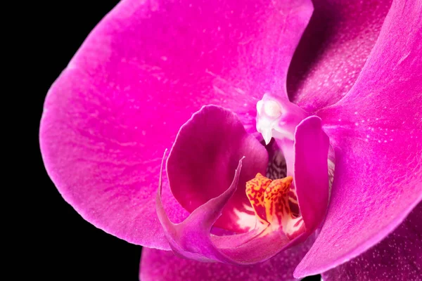 Ekstremalne Zbliżenie Fioletowej Falaenopsis Lub Orchidei Moth Rodziny Orchidaceae Izolowane — Zdjęcie stockowe