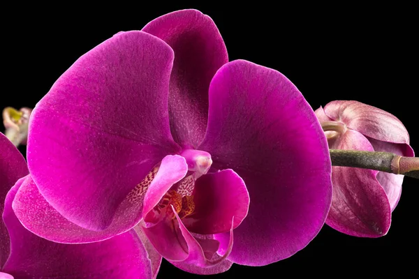 Siyah arkaplanda kırpma yolu ile izole edilmiş orkide familyasından menekşe penisi ya da güve orkidesi dalı