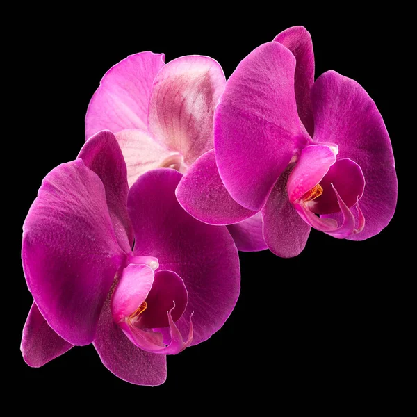 Zweig Der Violetten Phalaenopsis Oder Mottenorchidee Aus Der Familie Der — Stockfoto