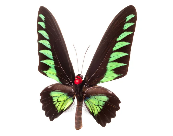 Zelený Motýl Izolovaný Bílém Pozadí Oříznutou Cestou — Stock fotografie