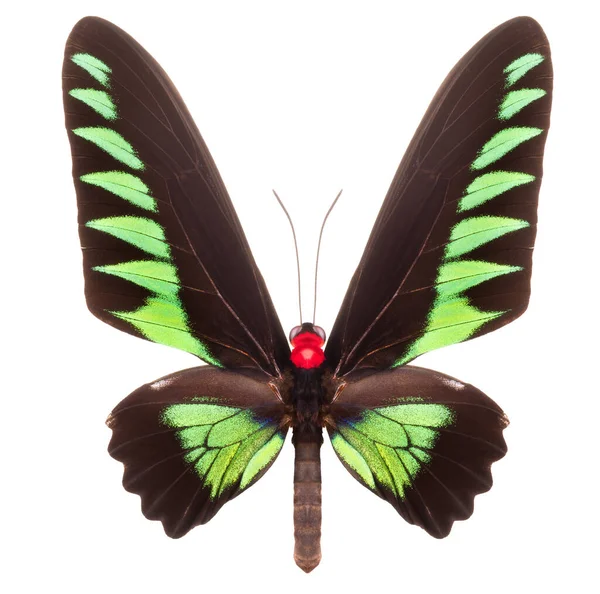 クリッピングパスを持つ白い背景に隔離された緑の蝶 — ストック写真