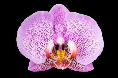 Pembe falaenopsis ya da Orchidaceae familyasından güve orkidesinin, siyah arkaplanda, kırpma yolu ile izole edilmiş aşırı yakın çekimi