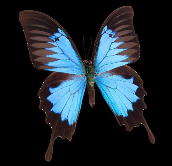 Papillon empereur bleu isolé sur un fond noir — Photo