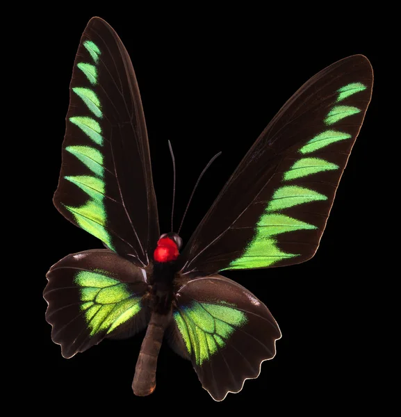 Zelený motýl izolovaný na černém pozadí — Stock fotografie
