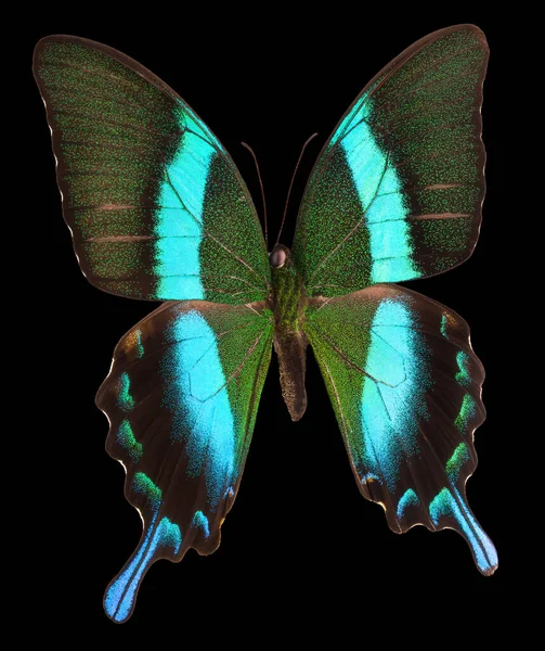Морфо бабочка изолирована на черном фоне — стоковое фото