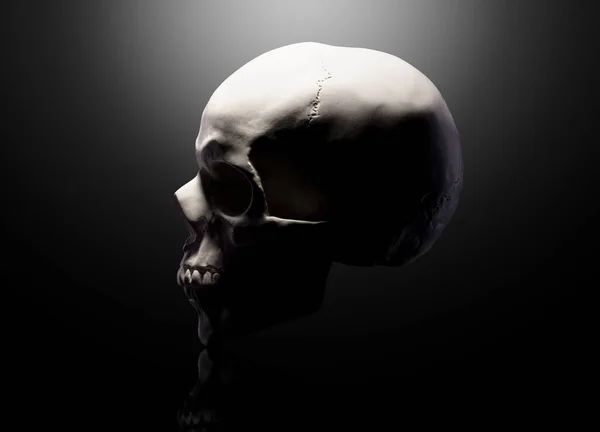 Front view of gypsum model of the human skull isolated on black background — 스톡 사진