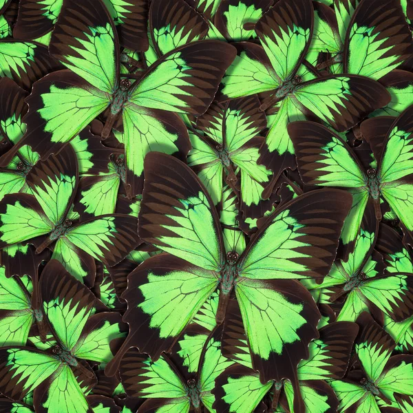 Abstraktes Muster maden von verschiedenen bunten Schmetterlingen — Stockfoto