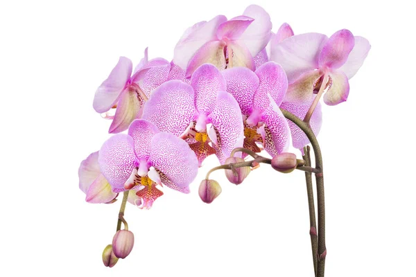 从白色背景分离出来的粉红凤尾兰或蛾兰花的分枝 — 图库照片