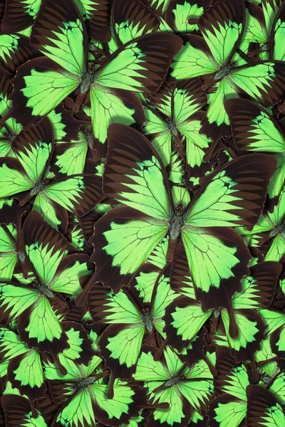 Maden padrão abstrato de diferentes borboletas coloridas — Fotografia de Stock