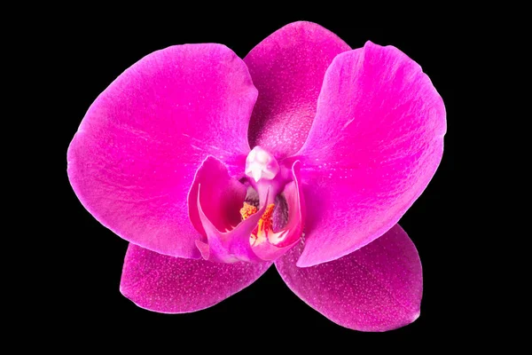 Extremo close-up de falaenopsis violeta ou orquídea traça de isolado em preto — Fotografia de Stock