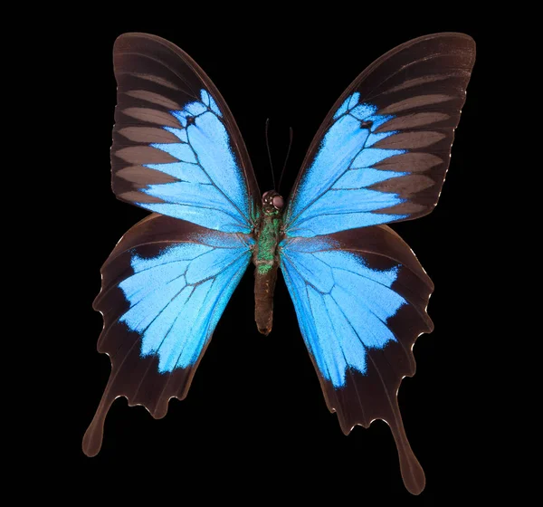 Mariposa emperador azul aislada sobre un fondo negro —  Fotos de Stock