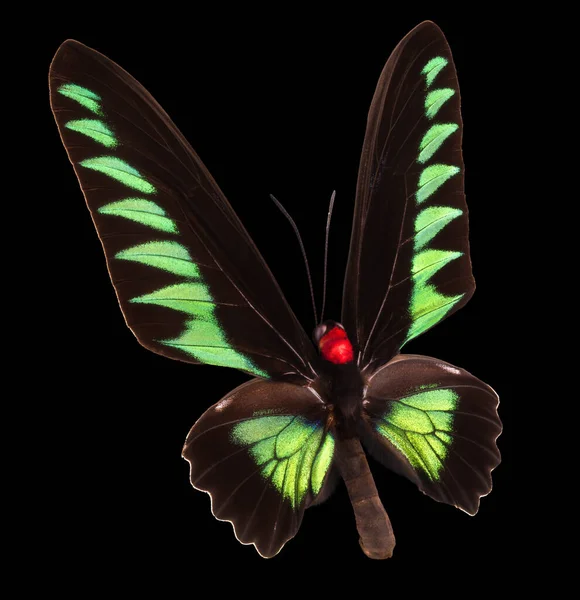 黒い背景に隔離された緑の蝶 — ストック写真