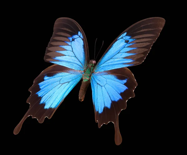 Mariposa emperador azul aislada sobre un fondo negro —  Fotos de Stock