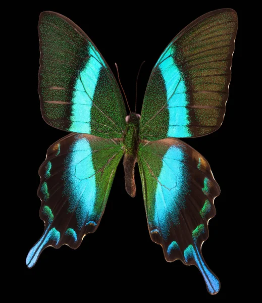 Morpho motýl izolovaný na černém pozadí — Stock fotografie
