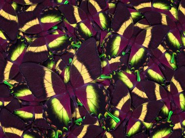 Farklı renkli kelebeklerden soyut desenli maden