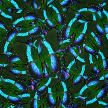 Farklı renkli kelebeklerden soyut desenli maden