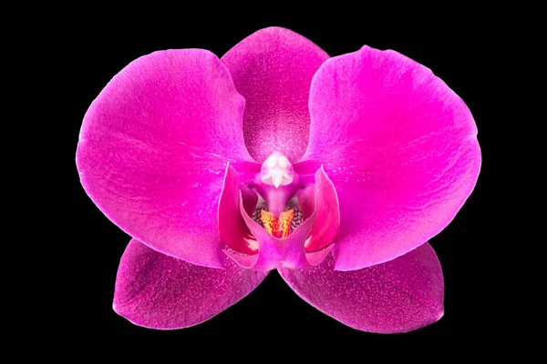 Extremo close-up de falaenopsis violeta ou orquídea traça de isolado em preto — Fotografia de Stock