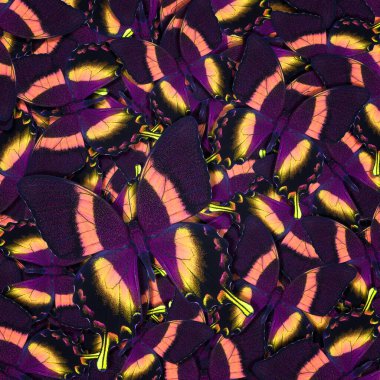 Farklı renkli kelebeklerden soyut desenli maden