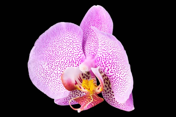 Extreme Nahaufnahme von rosa Phalaenopsis oder Mottenorchidee von isoliert auf schwarz — Stockfoto