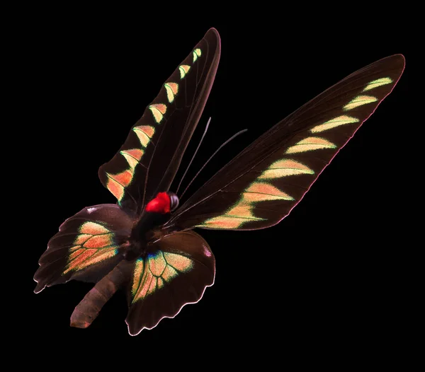 Помаранчевий метелик ізольований на чорному тлі — стокове фото