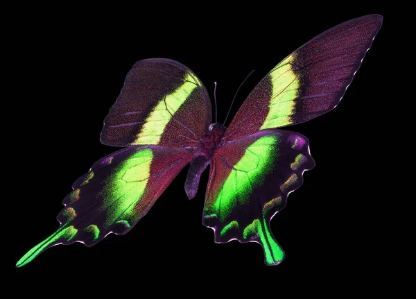 Mariposa emperador verde aislada sobre un fondo negro —  Fotos de Stock