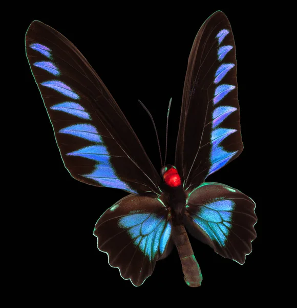Mariposa azul aislada sobre fondo negro — Foto de Stock