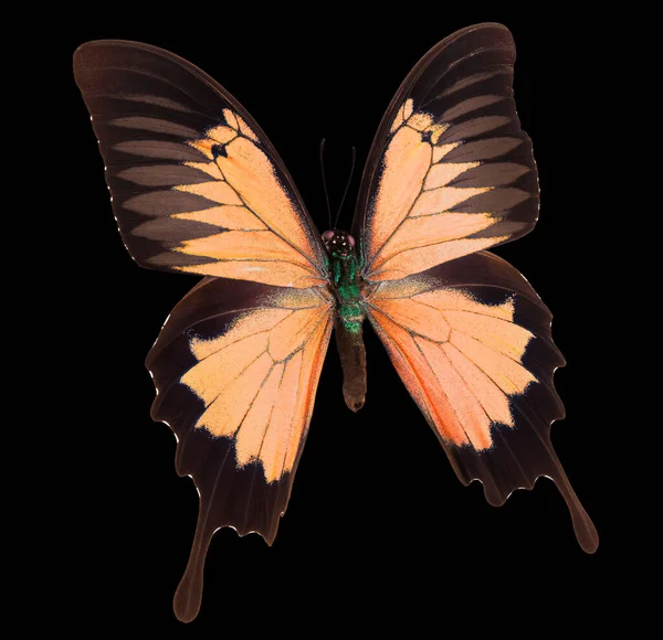 Pomerančový císař motýl izolovaný na černém pozadí — Stock fotografie