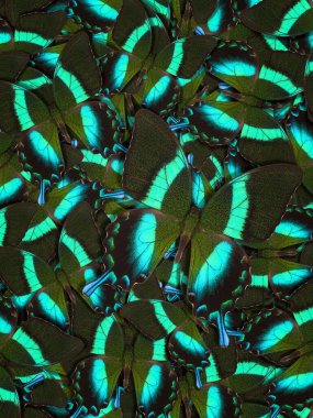 Farklı renkli kelebeklerden soyut desenli maden