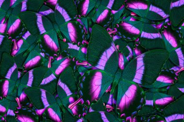 Farklı renkli kelebeklerden soyut desenli maden