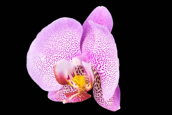 Extremo primer plano de phalaenopsis rosa o orquídea de la polilla de aislado en negro —  Fotos de Stock