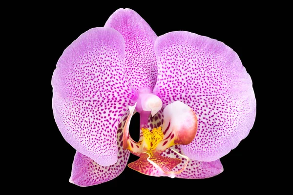 Ekstremalne zbliżenie różowej falaenopsis lub Moth orchidei z izolowanych na czarno — Zdjęcie stockowe