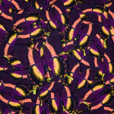 Farklı renkli kelebeklerden soyut desenli maden