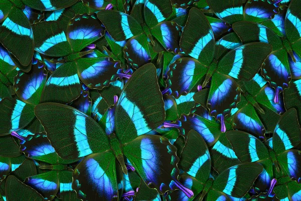 Abstraktes Muster maden von verschiedenen bunten Schmetterlingen — Stockfoto