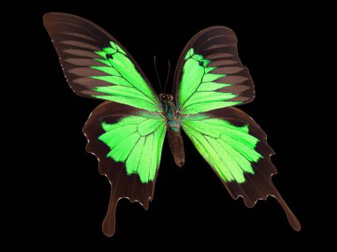 Yeşil imparator kelebeği siyah bir arka planda izole edilmiş.